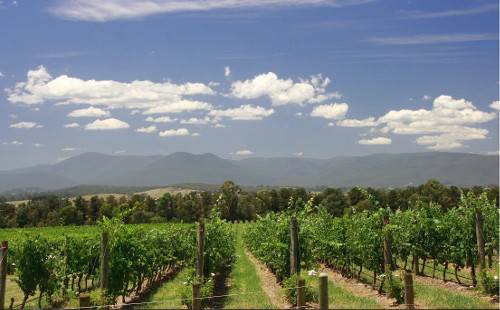 Поездка в винную долину Ярра в группе