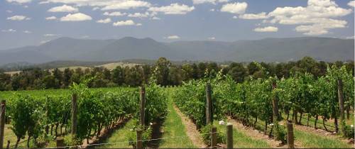  Поездка в винную долину Ярра в группе