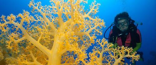 Погружения и снорклинг на Большом Барьерном рифе