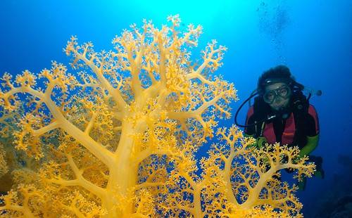 Погружения и снорклинг на Большом Барьерном рифе