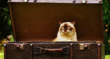 Что можно и что нельзя ввозить в Новую Зеландию