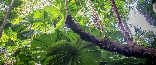 Двухдневное сафари по тропическим лесам Квинсленда